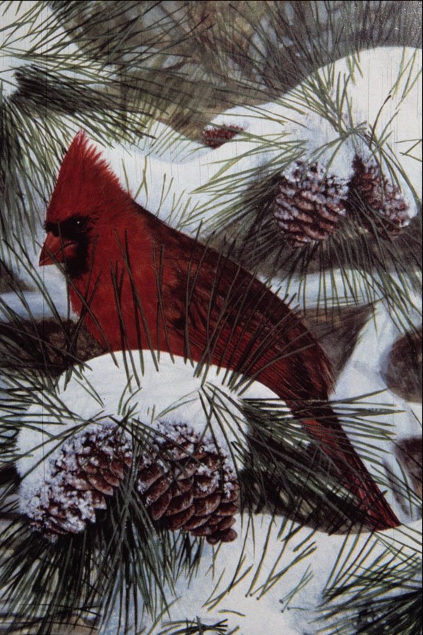 591063 Cardinal A4 Photo Print