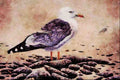 591065 Seagull A4 Limited Edition Watercolour Print