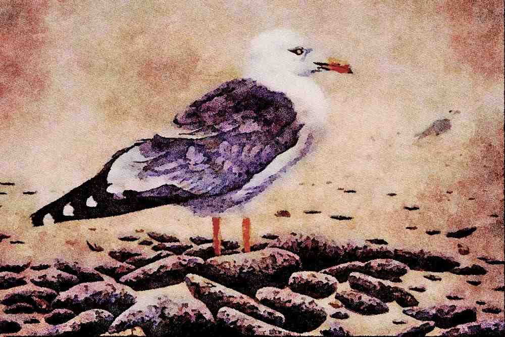 591065 Seagull A4 Limited Edition Watercolour Print