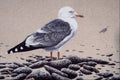 591065 Seagull A4 Photo Print