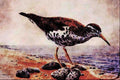 591066 Sandpiper A4 Limited Edition Watercolour Print