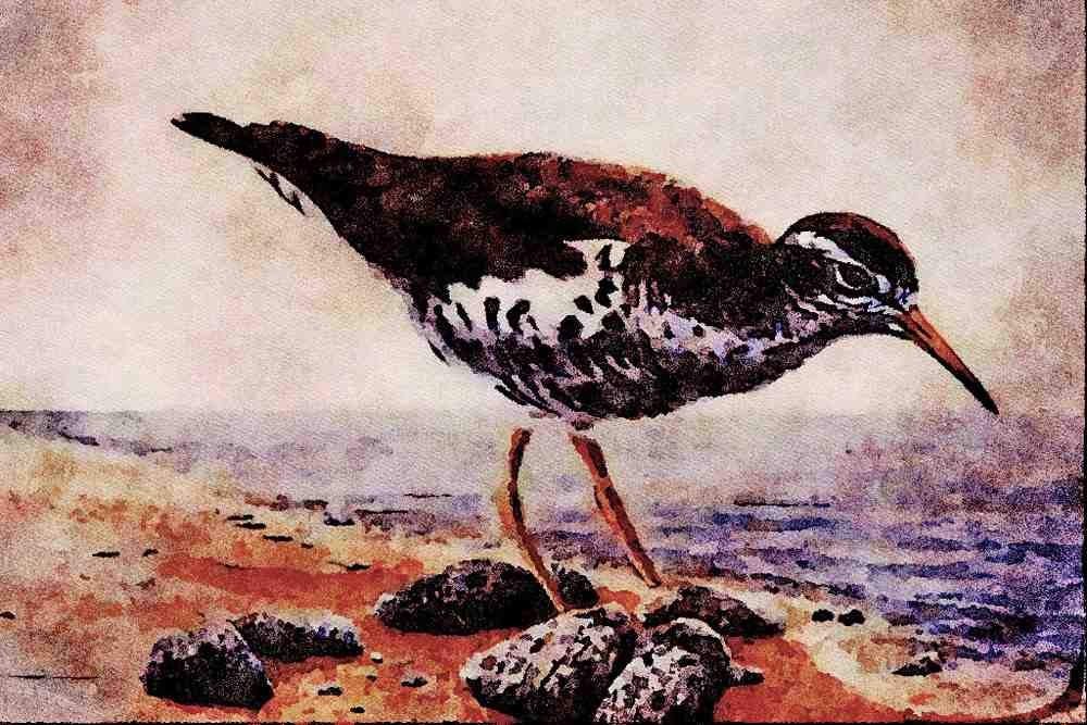 591066 Sandpiper A4 Limited Edition Watercolour Print