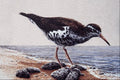 591066 Sandpiper A4 Photo Print