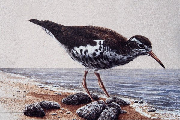 591066 Sandpiper A4 Photo Print