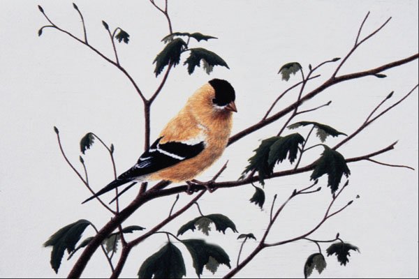 591067 American Goldfinch (male) A4 Photo Print