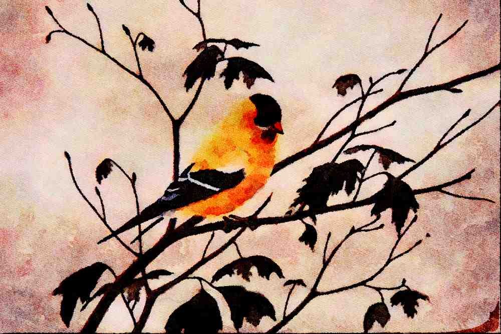 591067 American Goldfinch (male) A4 Limited Edition Watercolour Print