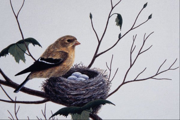591068 American Goldfinch (female) A4 Photo Print