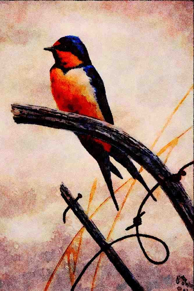 591069 Barn Swallow A4 Limited Edition Watercolour Print