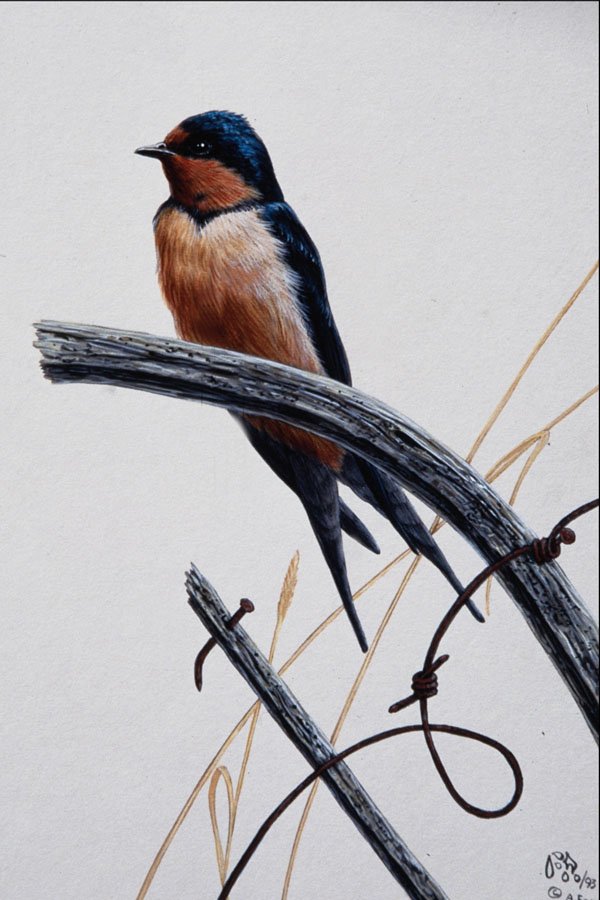 591069 Barn Swallow A4 Photo Print