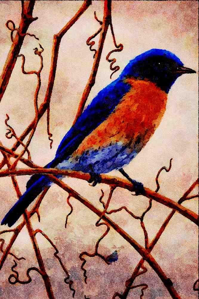 591070 Eastern Bluebird A4 Limited Edition Watercolour Print