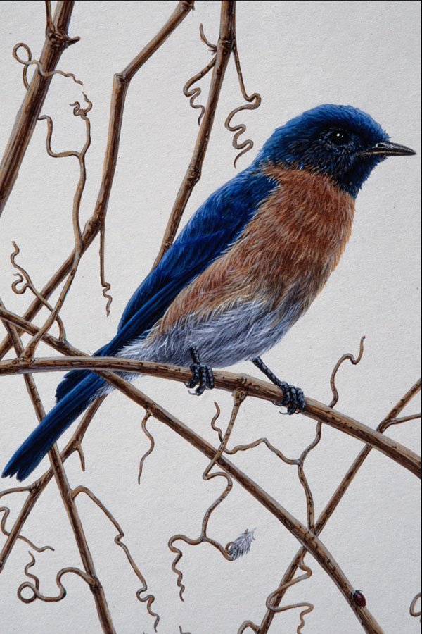 591070 Eastern Bluebird A4 Photo Print