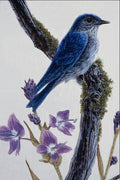 591071 Mountain Bluebird A4 Photo Print