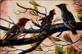 591072 Bohemian Waxwings A4 Limited Edition Watercolour Print