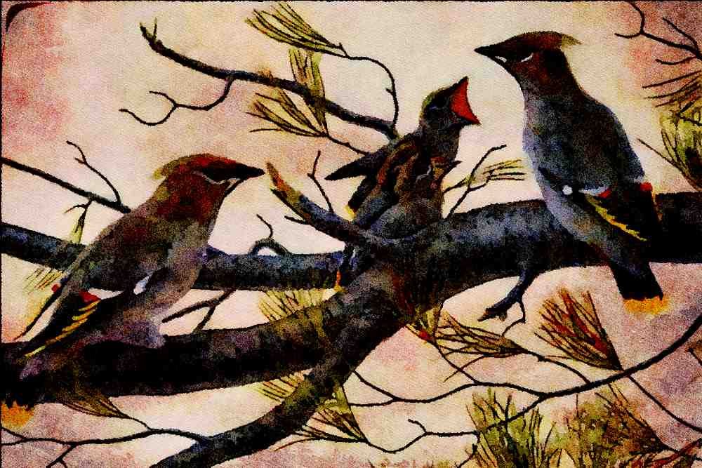 591072 Bohemian Waxwings A4 Limited Edition Watercolour Print