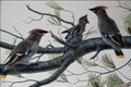 591072 Bohemian Waxwings A4 Photo Print