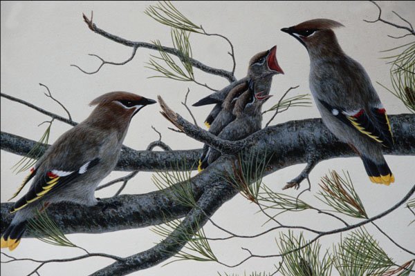 591072 Bohemian Waxwings A4 Photo Print