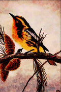 591073 Blackburnian Warbler A4 Limited Edition Watercolour Print