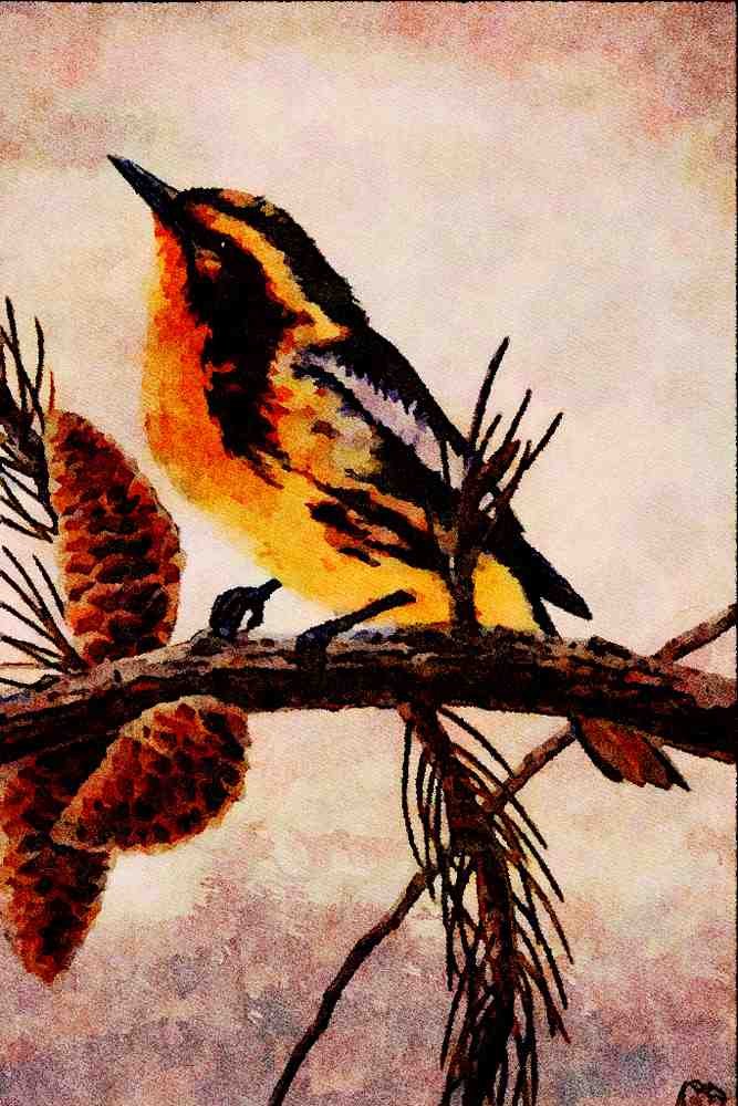 591073 Blackburnian Warbler A4 Limited Edition Watercolour Print