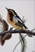 591073 Blackburnian Warbler A4 Photo Print