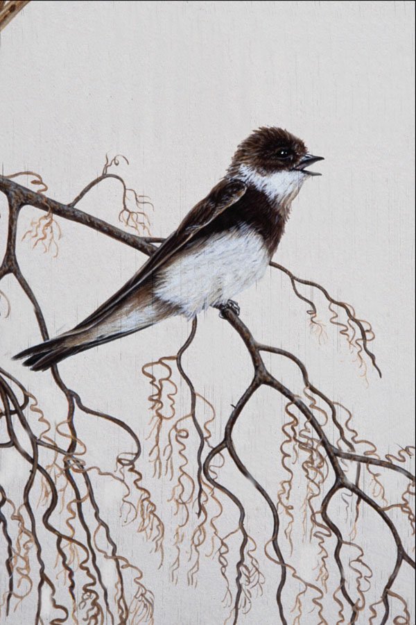 591074 Rough winged Swallow A4 Photo Print