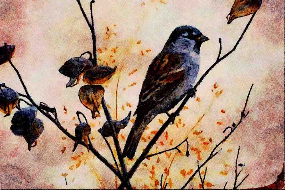 591075 House Sparrow A4 Limited Edition Watercolour Print