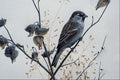 591075 House Sparrow A4 Photo Print
