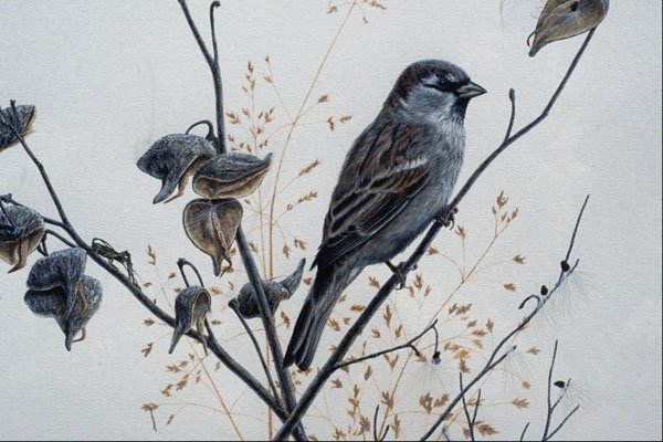 591075 House Sparrow A4 Photo Print