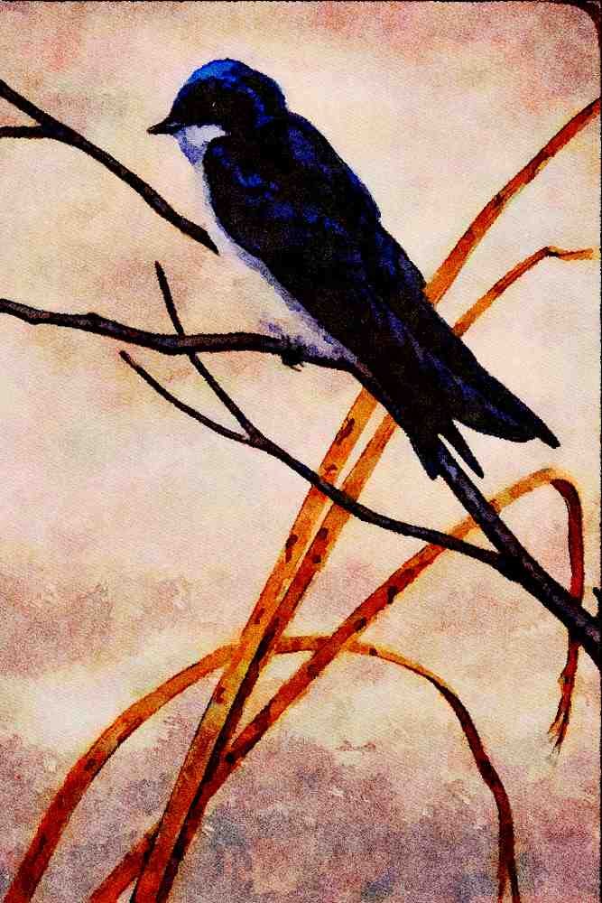591076 Tree Swallow A4 Limited Edition Watercolour Print