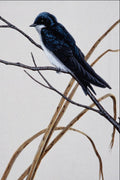 591076 Tree Swallow A4 Photo Print