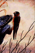 591077 Cliff Swallow A4 Limited Edition Watercolour Print