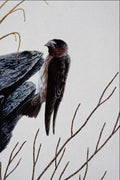 591077 Cliff Swallow A4 Photo Print