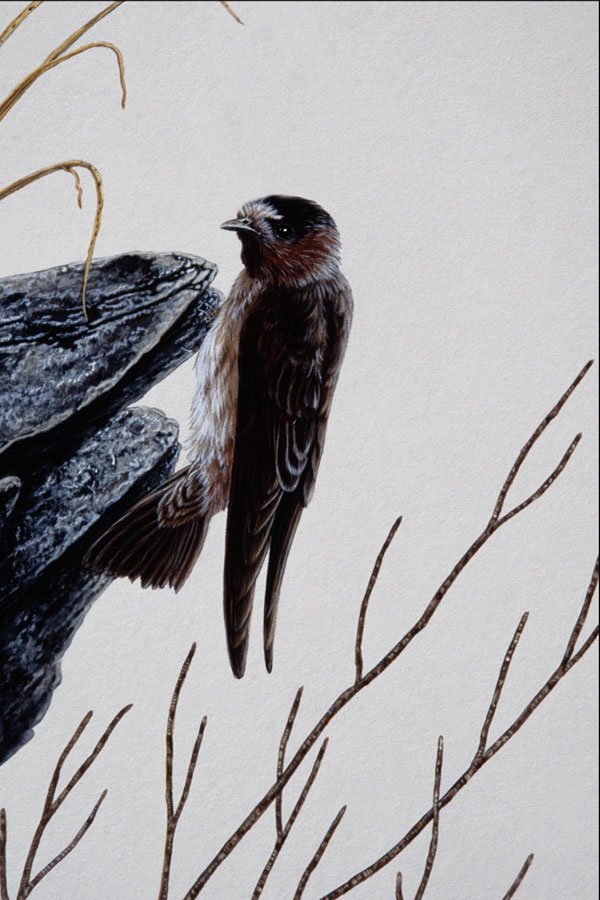 591077 Cliff Swallow A4 Photo Print