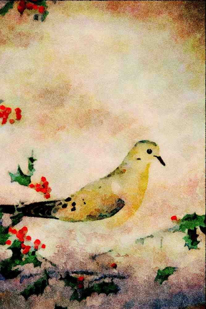 591078 Mourning Dove A4 Limited Edition Watercolour Print