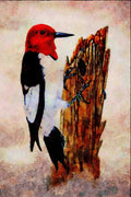 591079 Red headed Woodpecker A4 Limited Edition Watercolour Print
