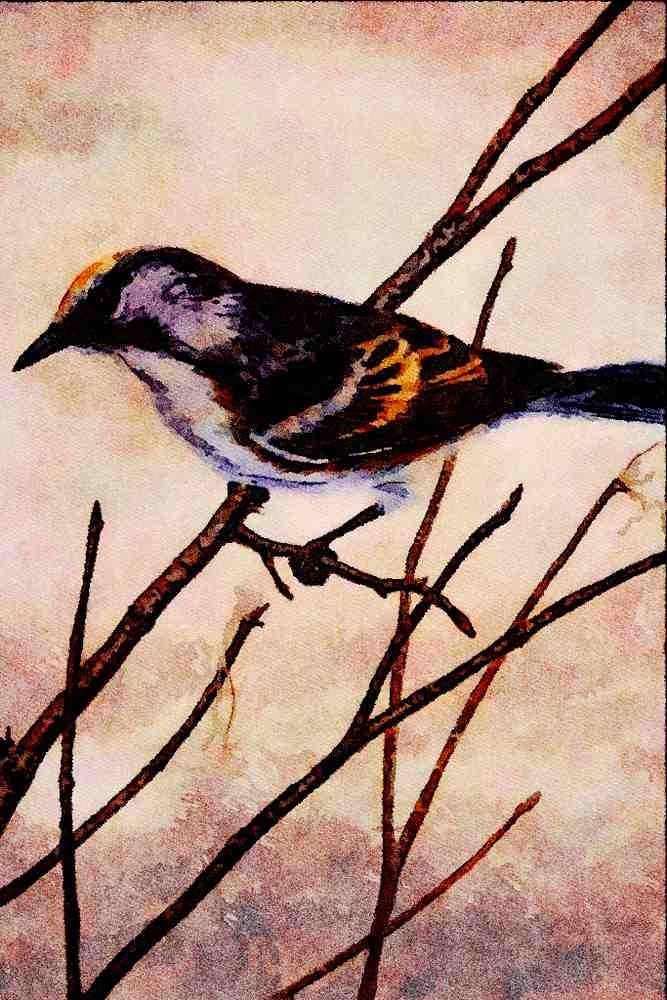 591080 Chestnut sided Warbler A4 Limited Edition Watercolour Print
