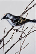 591080 Chestnut sided Warbler A4 Photo Print