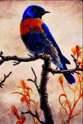 591081 Western Bluebird A4 Limited Edition Watercolour Print