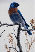 591081 Western Bluebird A4 Photo Print