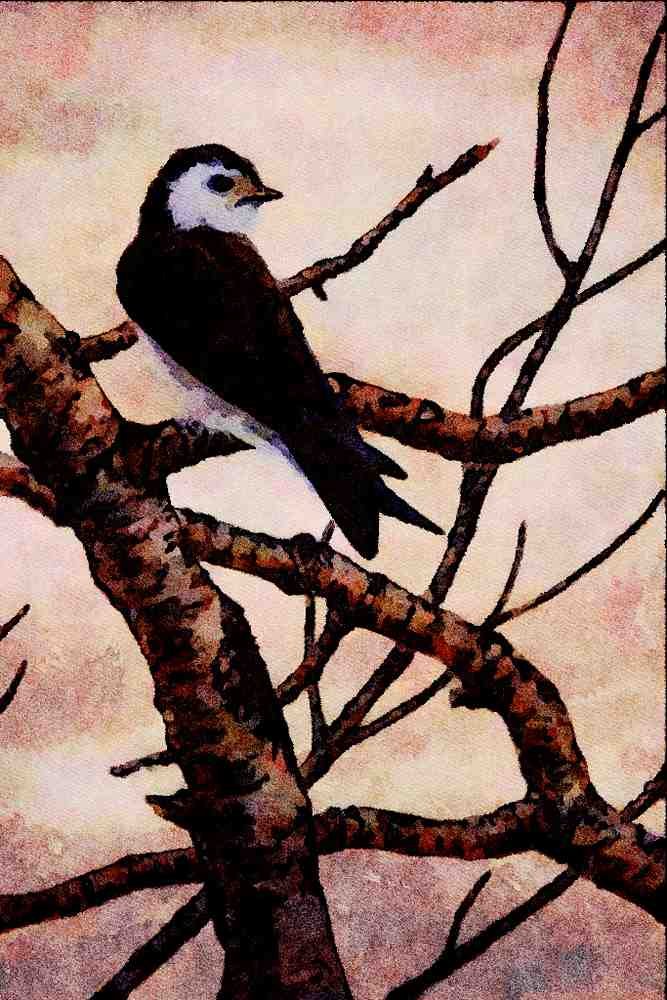 591082 Violet Green Swallow A4 Limited Edition Watercolour Print