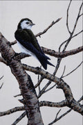 591082 Violet Green Swallow A4 Photo Print