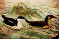 591083 Marbled Murrelets A4 Limited Edition Watercolour Print