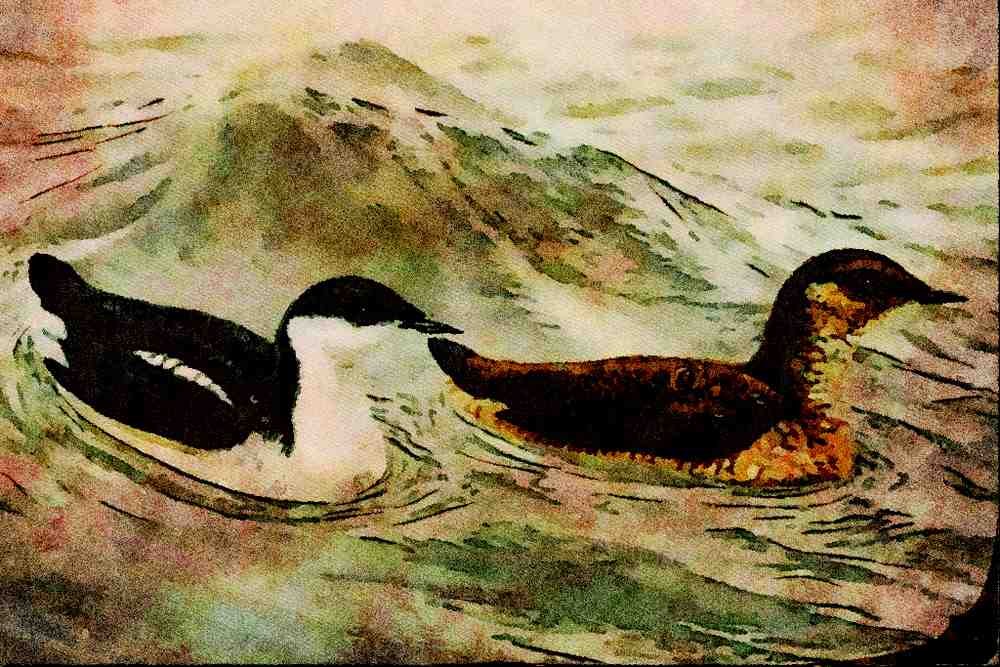 591083 Marbled Murrelets A4 Limited Edition Watercolour Print