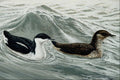 591083 Marbled Murrelets A4 Photo Print