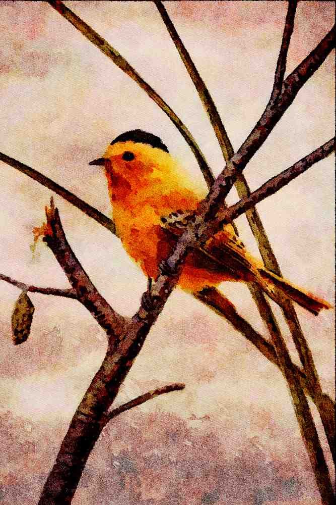 591084 Wilson's Warbler A4 Limited Edition Watercolour Print