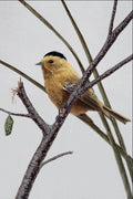 591084 Wilson's Warbler A4 Photo Print