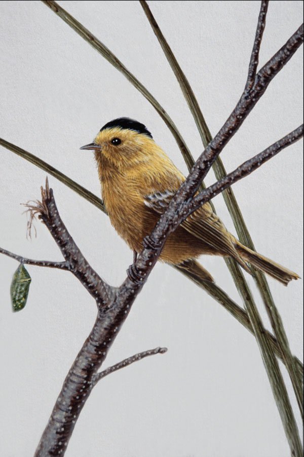 591084 Wilson's Warbler A4 Photo Print