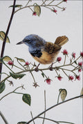 591085 Mourning Warbler A4 Photo Print