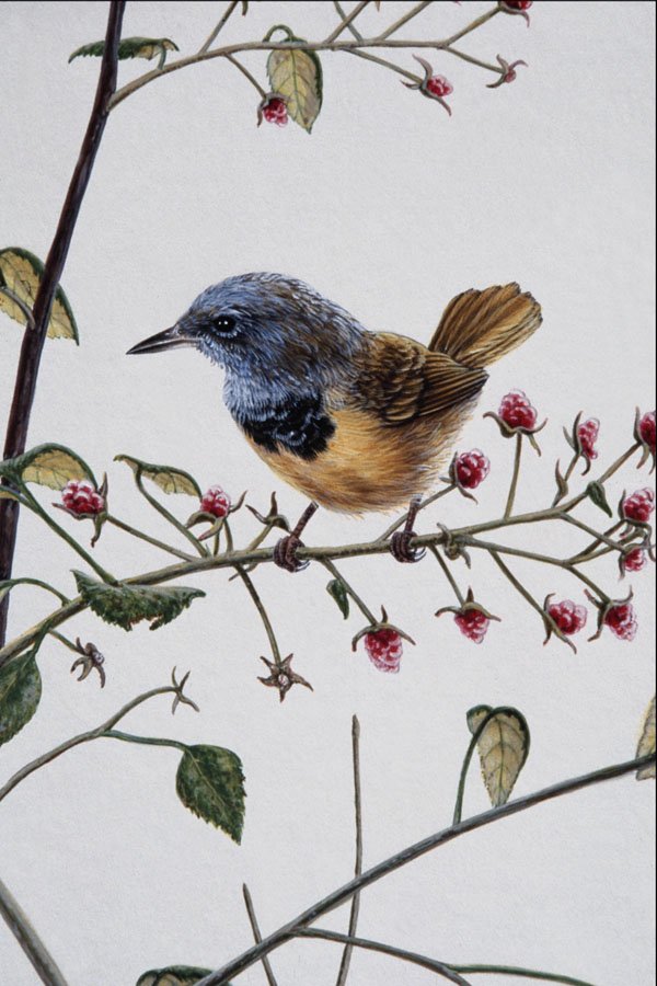 591085 Mourning Warbler A4 Photo Print