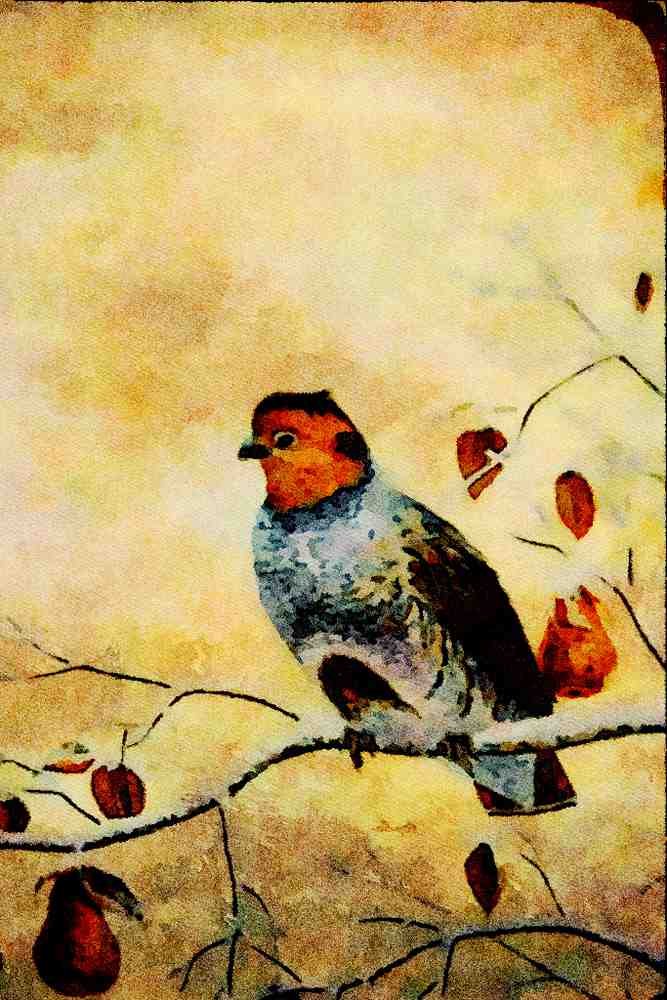 591086 Gray Partridge A4 Limited Edition Watercolour Print