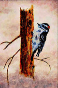 591087 Downy Woodpecker A4 Limited Edition Watercolour Print